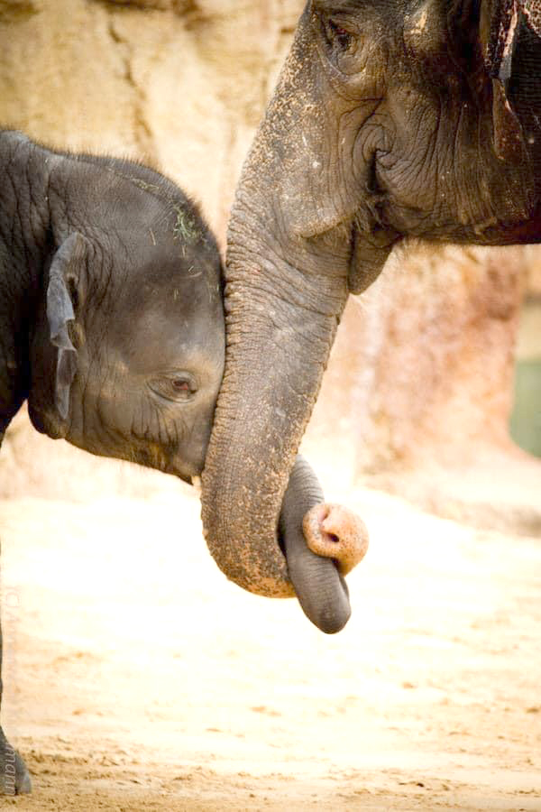 Elephant, India, Kelli Clayton